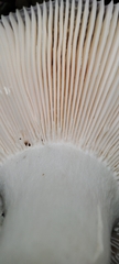 Russula parazurea