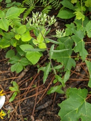 Eupatorium leucolepis