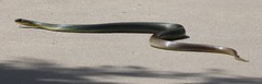 Coluber constrictor