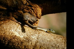 Trachylepis maculilabris