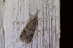 Scoparia ambigualis