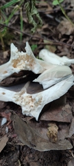 Russula parazurea