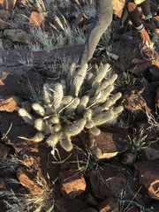 Hoodia