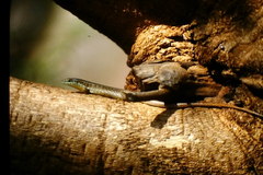 Trachylepis maculilabris