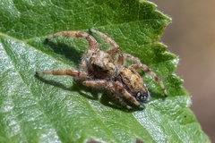 Dendryphantes hastatus