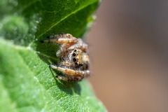 Dendryphantes hastatus