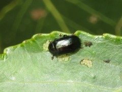 Phratora laticollis