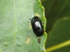 Phratora laticollis