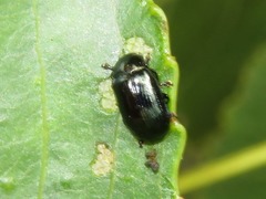 Phratora laticollis