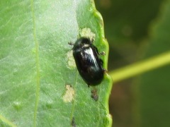 Phratora laticollis