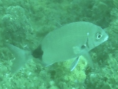 Diplodus capensis