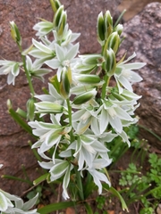 Ornithogalum nutans