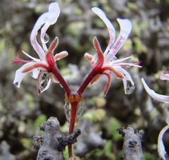 Pelargonium alternans alternans