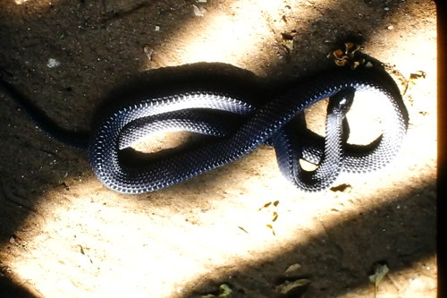 Unicolor File Snake