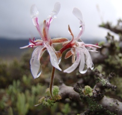 Pelargonium alternans alternans