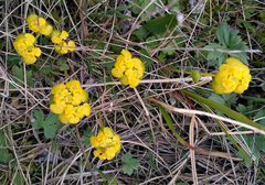 Chrysosplenium serreanum