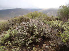 Pelargonium alternans alternans