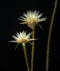Eriocaulon stellulatum