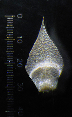 Eriocaulon stellulatum