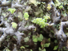 Pelargonium alternans alternans