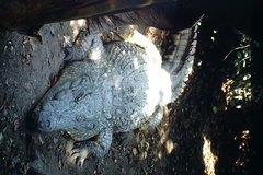 Crocodylus niloticus
