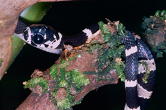 Northern Snail-Eater photo 2