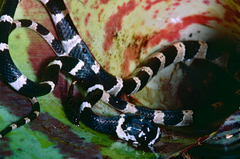 Northern Snail-Eater photo 3