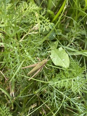 Chorthippus albomarginatus