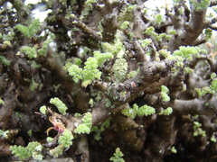 Pelargonium alternans alternans