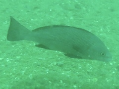 Umbrina ronchus