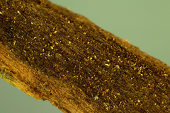 Hyalotrochophora lignatilis