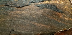 Hyalotrochophora lignatilis