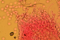 Hyalotrochophora lignatilis
