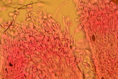 Hyalotrochophora lignatilis