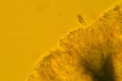 Hyalotrochophora lignatilis