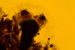 Hyalotrochophora lignatilis