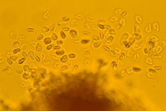 Hyalotrochophora lignatilis