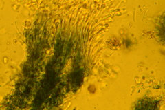 Hyalotrochophora lignatilis