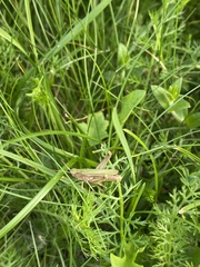 Chorthippus albomarginatus