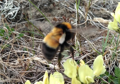 Bombus hyperboreus