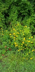 Coreopsis pubescens pubescens