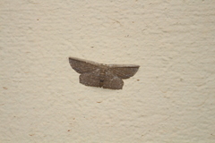 Phalacra