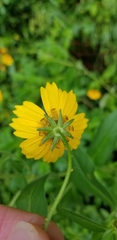 Coreopsis pubescens pubescens