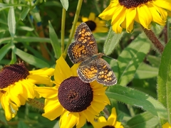 Phyciodes tharos orantain