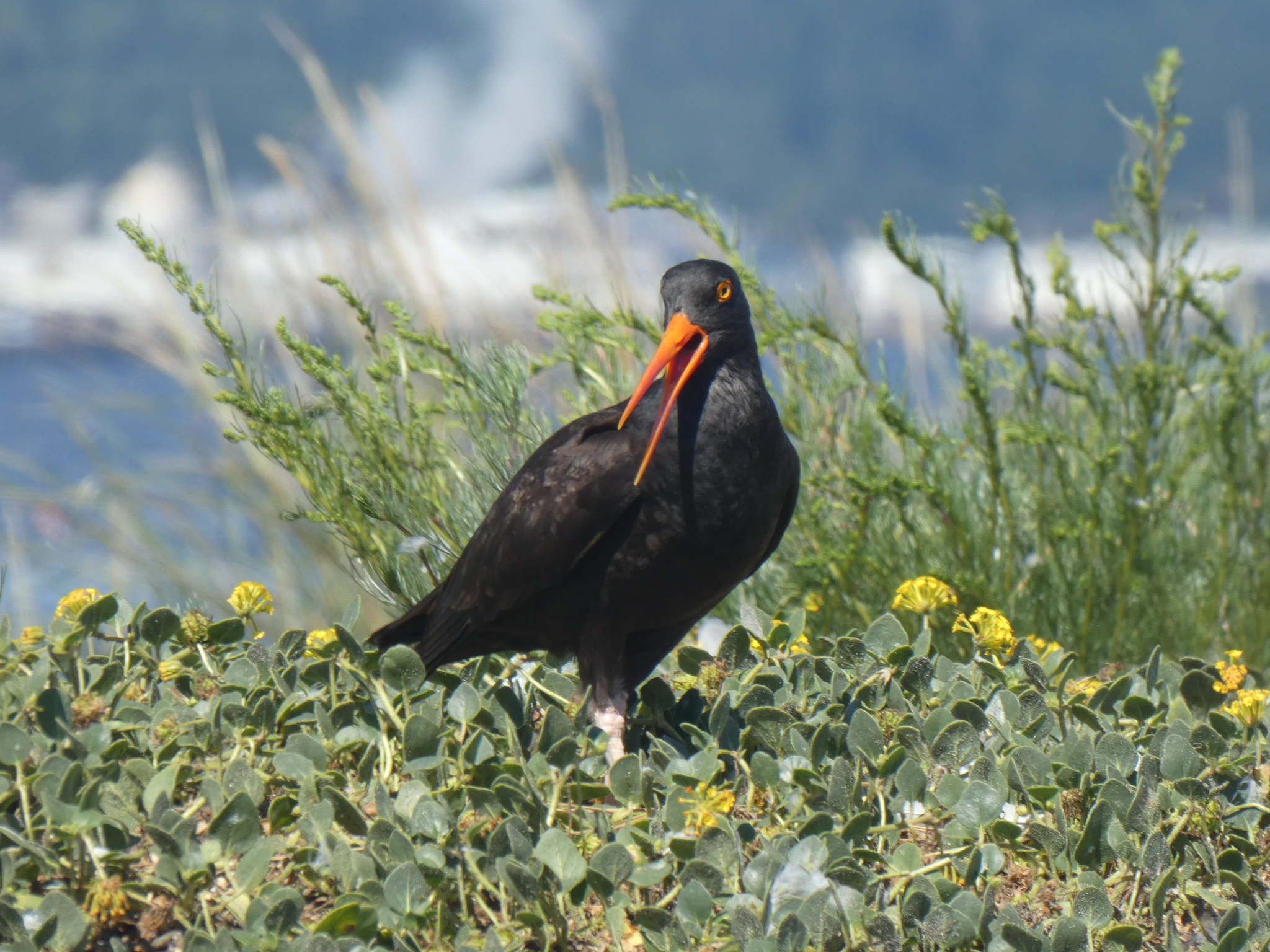 Black Oystercatcher illustration