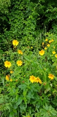 Coreopsis pubescens pubescens