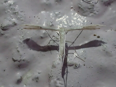 Adaina microdactyla