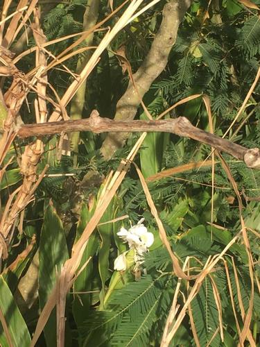 Hedychium image