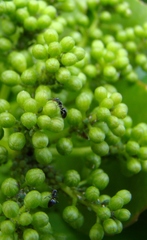 Technomyrmex jocosus