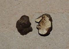Tuber longisporum